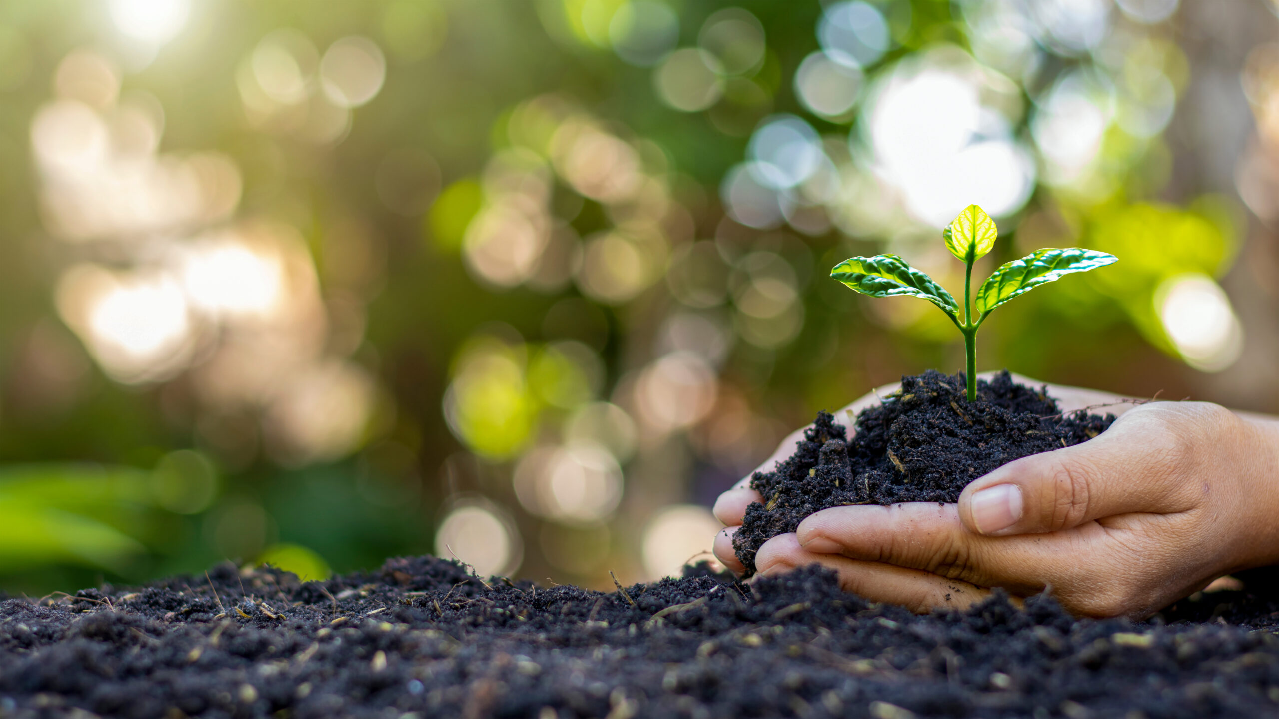 TRICHODERMA: UM PROTAGONISTA DA AGRICULTURA MODERNA
