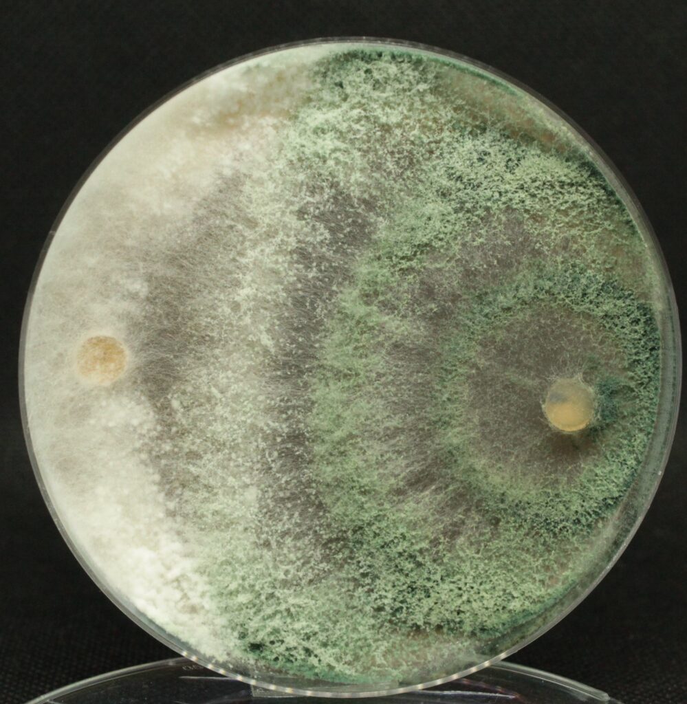 Teste in vitro de Trichoderma asperellum vs Sclerotinia sclerotiorum